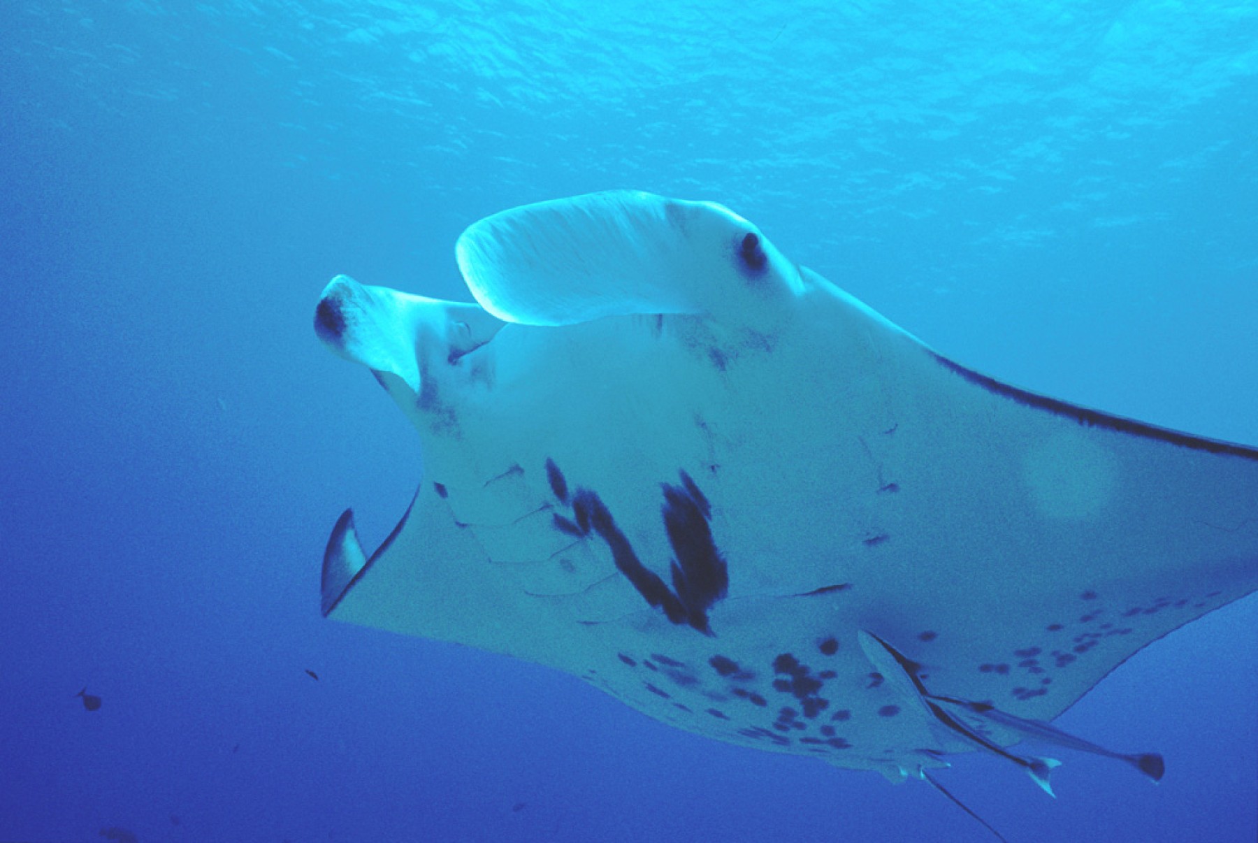 Aquatiki - croisière-plongée